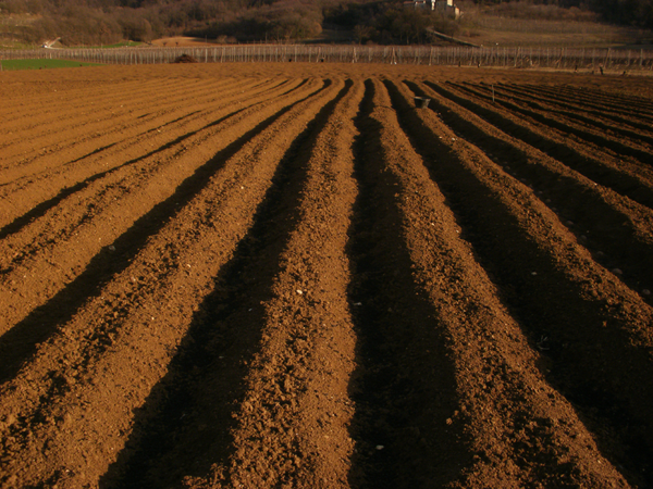 le verdure del nostro orto