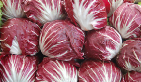 Radicchio