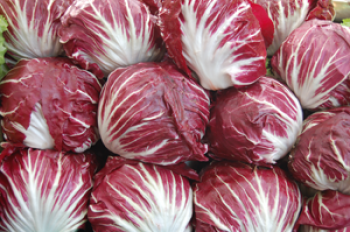 Radicchio