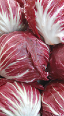 Radicchio