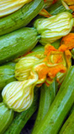 Zucchine